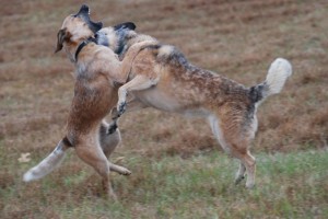 Dog on dog aggression